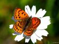 Lycaena ottomanus (Osmanlıateşi)